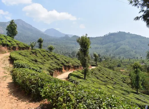 Kochi-Munnar-Alappuzha Tour Packages