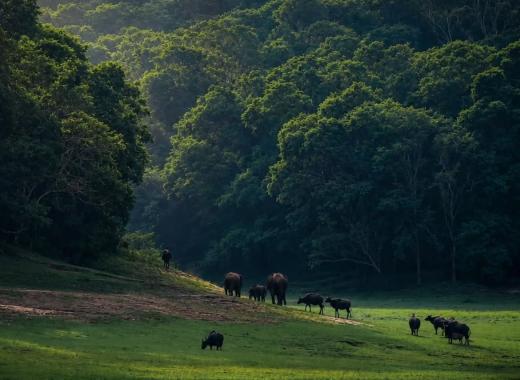 Kochi-Munnar-Thekkady-Tour Packages